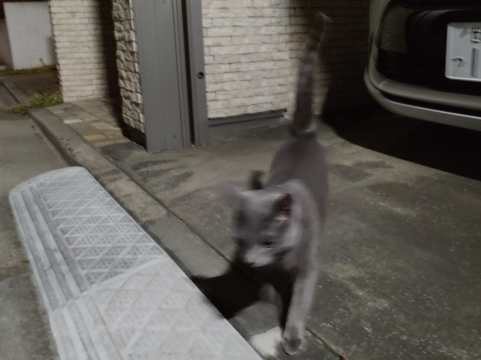 目撃された猫 目撃された猫