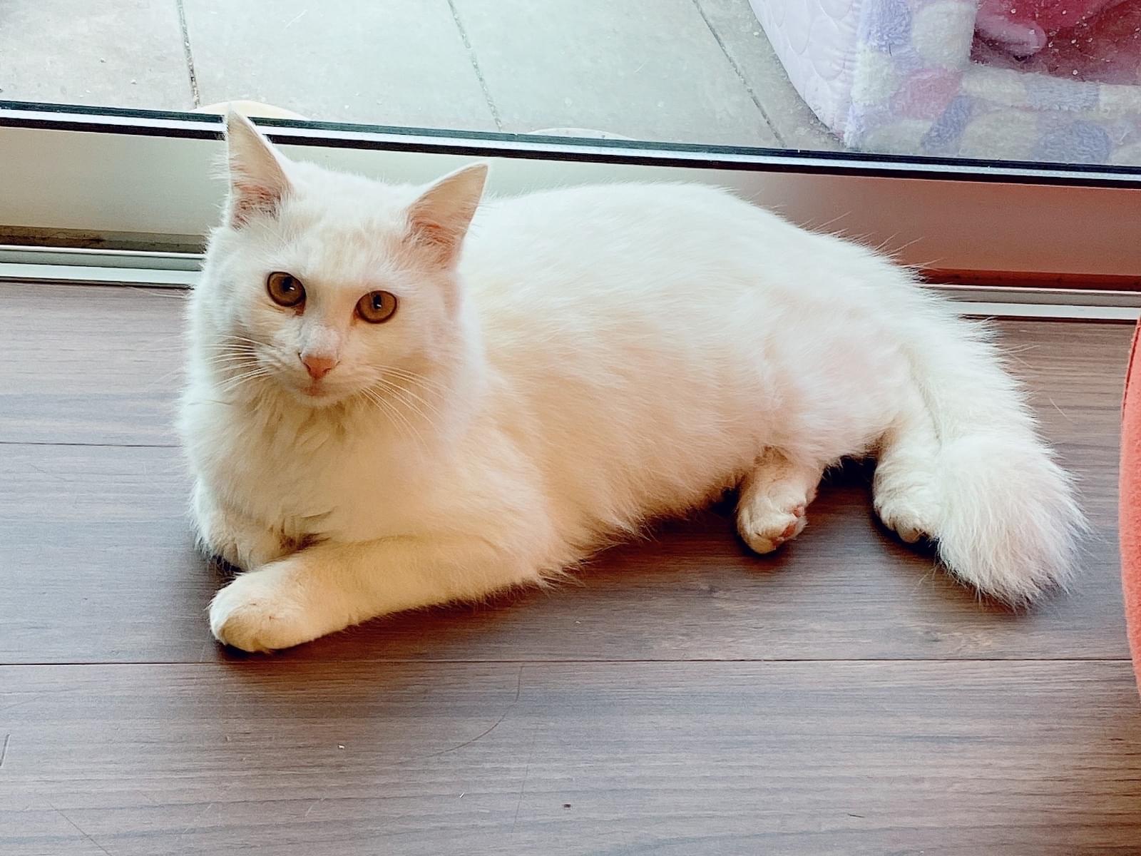 保護された猫 保護された猫