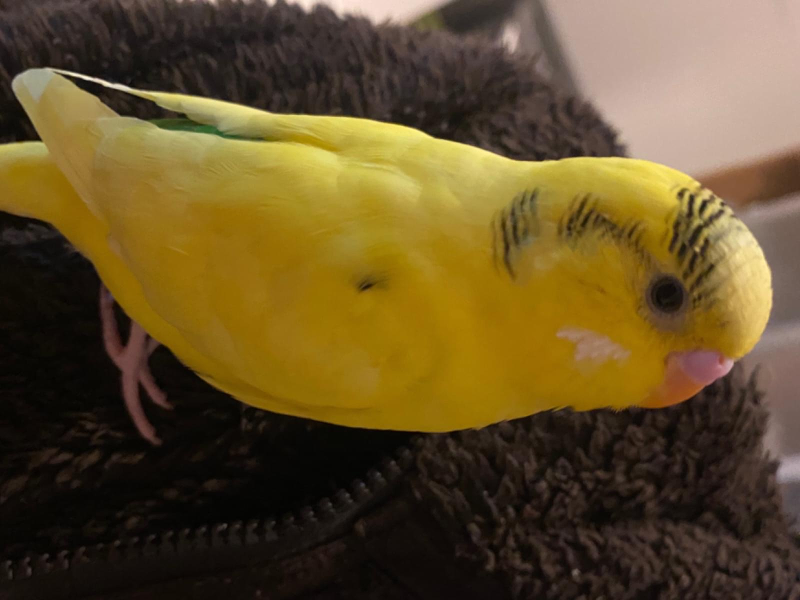 じへいくんちゃん じへいくんちゃん