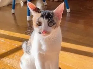 猫　毛づくろい maxresdefault.jpg