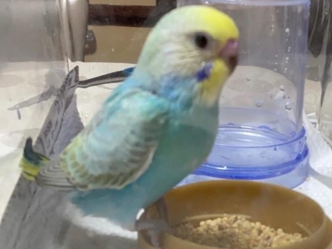 ピピちゃん