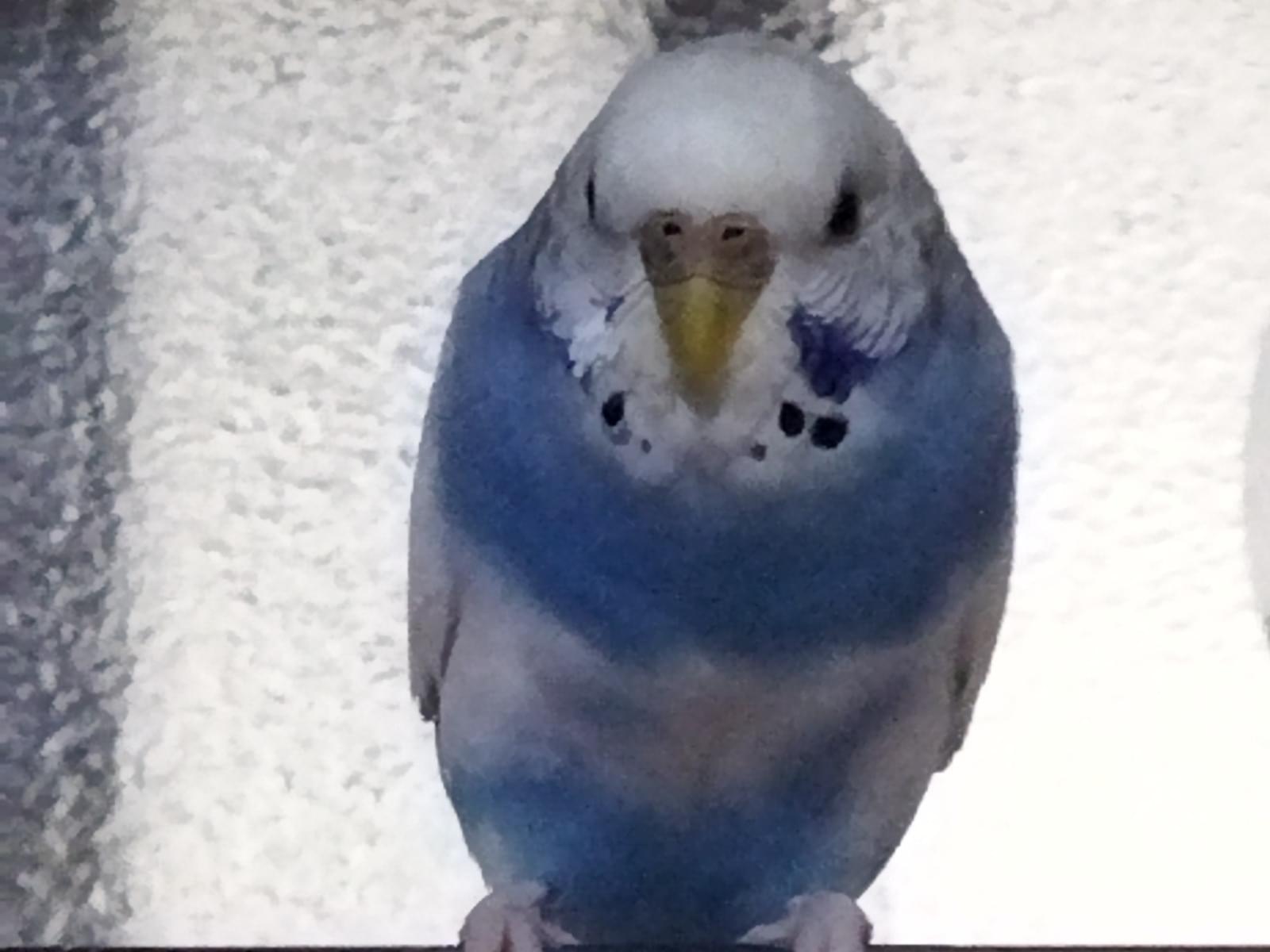 シュワちゃん シュワちゃん