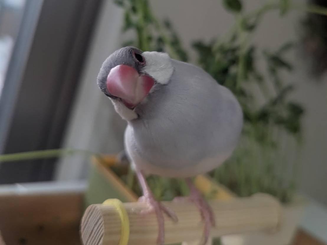 ツキちゃん
