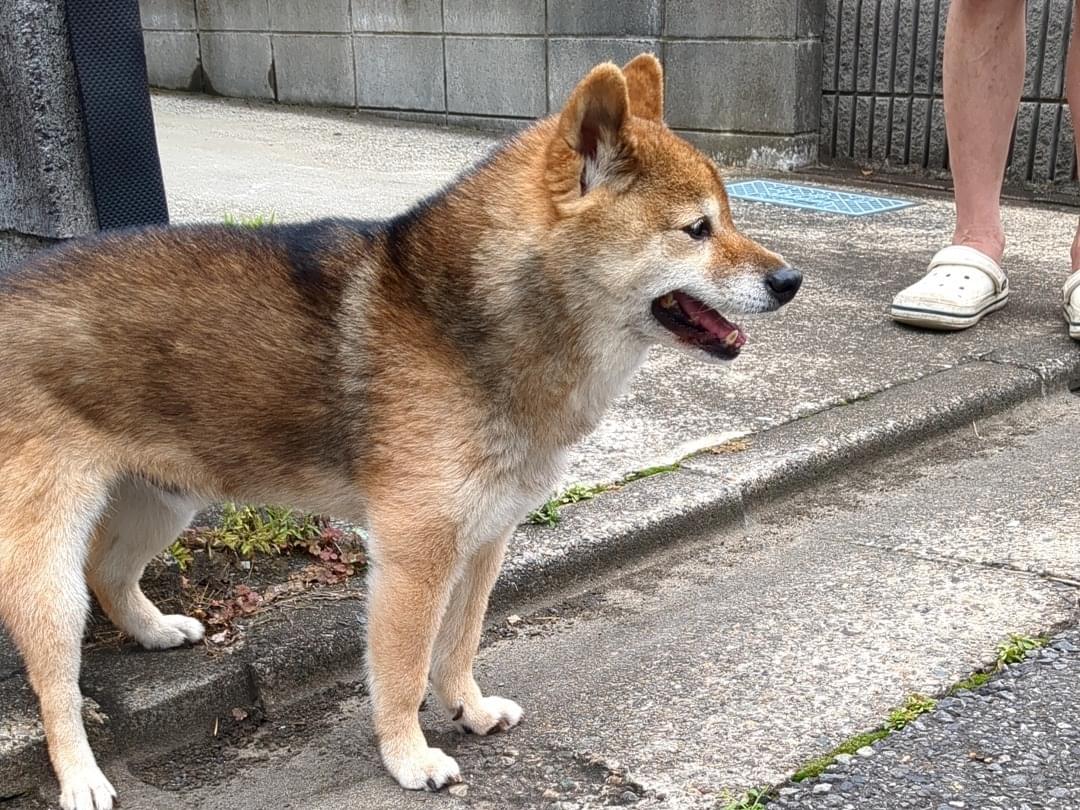 目撃された犬