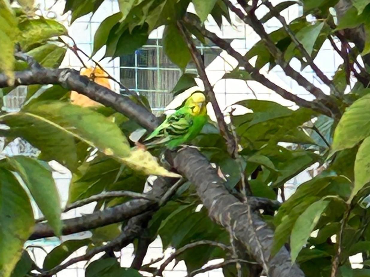 目撃された鳥 目撃された鳥