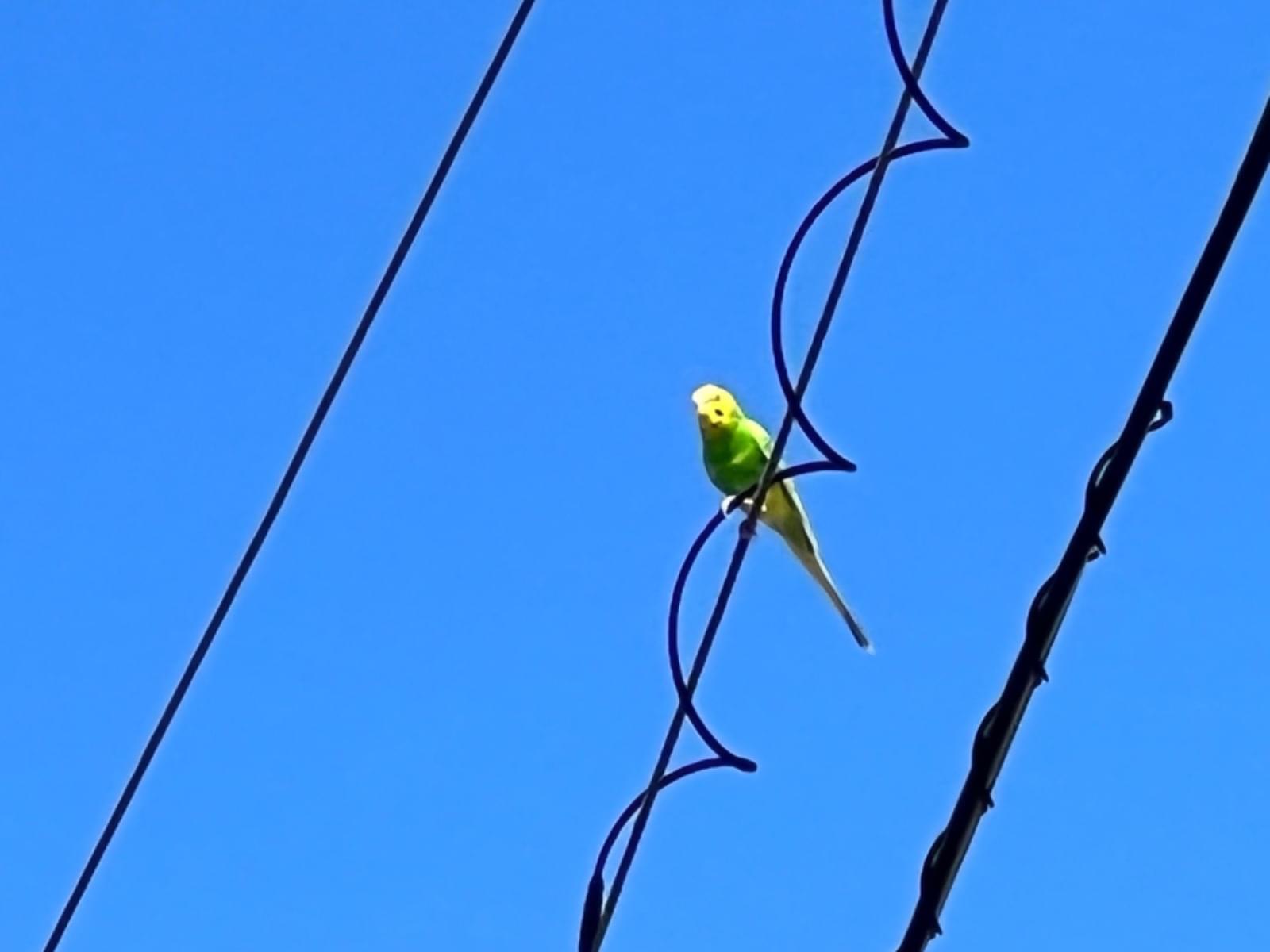 目撃された鳥 目撃された鳥