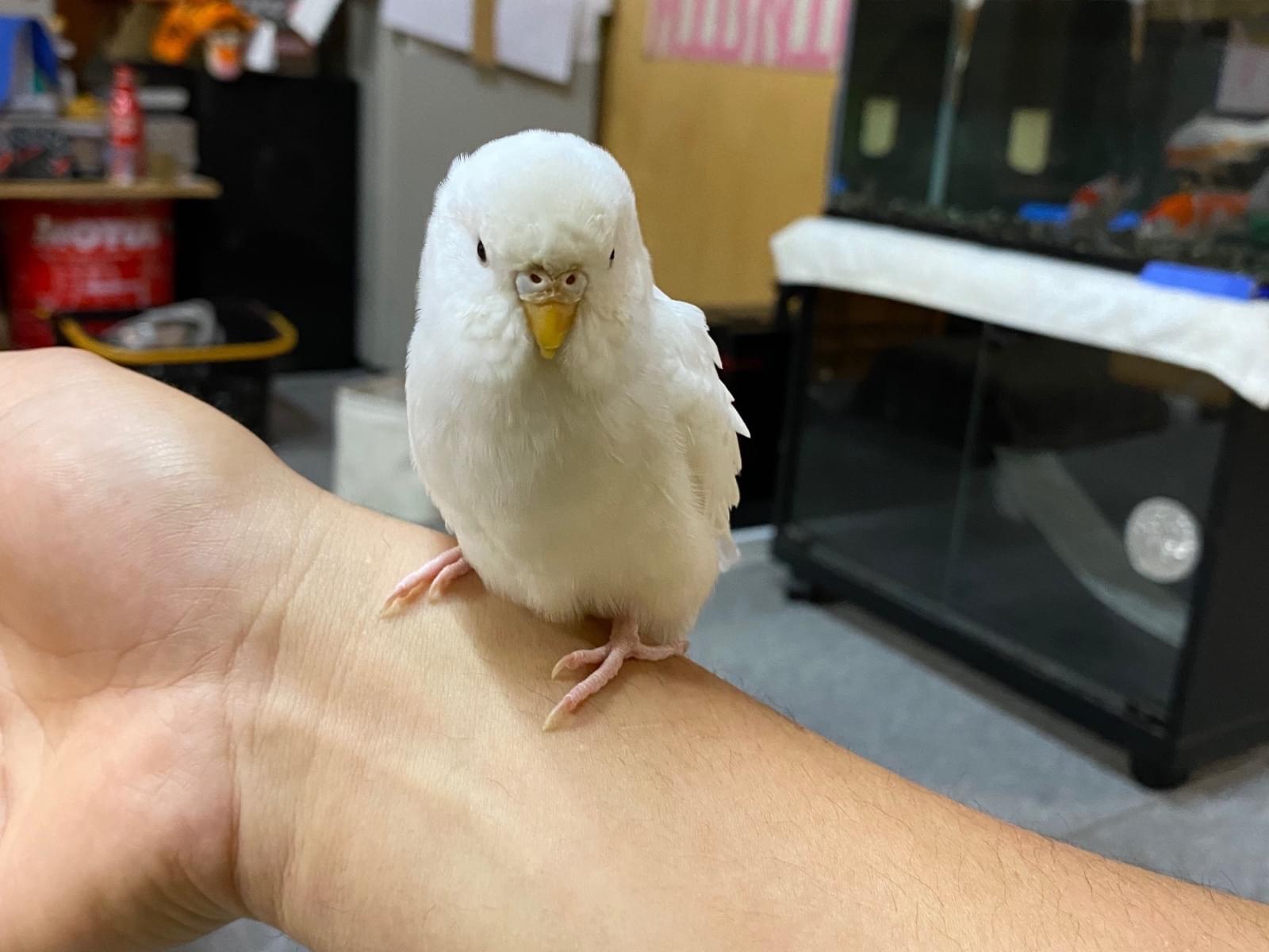 ハクちゃん ハクちゃん