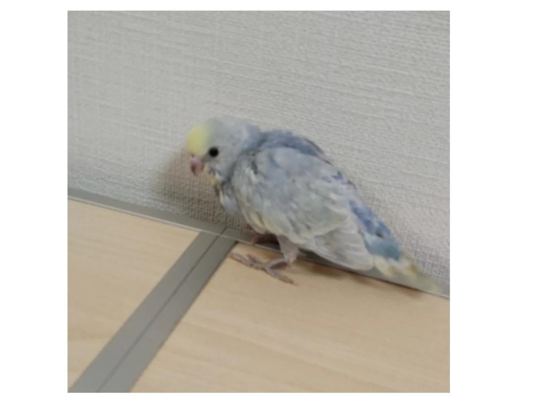 レオちゃん レオちゃん