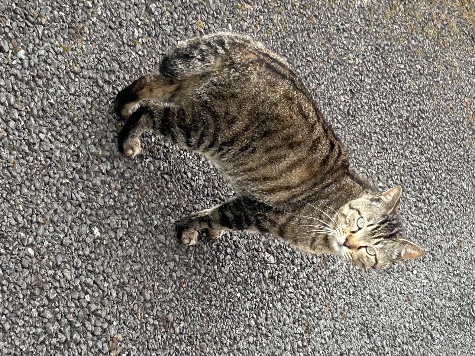 目撃された猫 目撃された猫