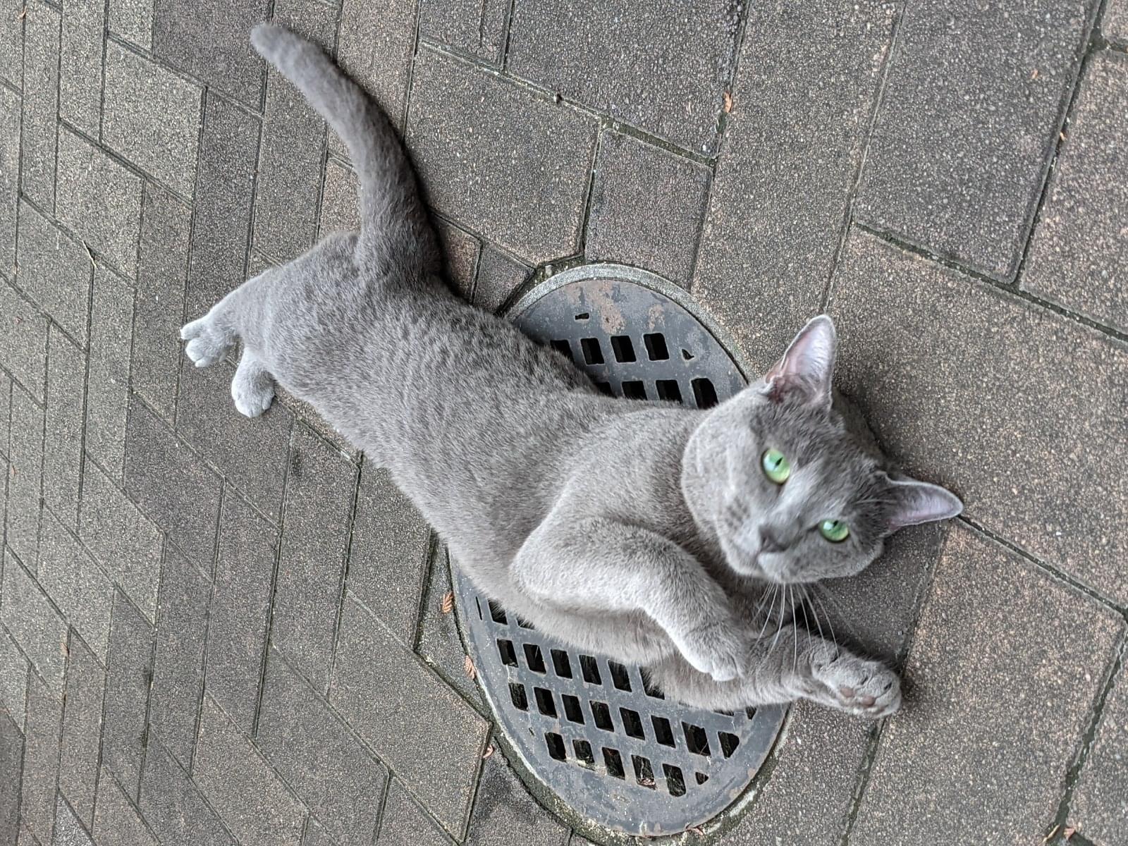 目撃された猫 目撃された猫