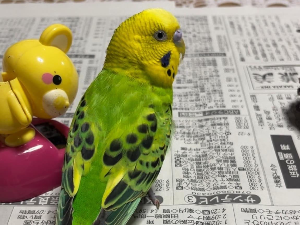 フクちゃん フクちゃん