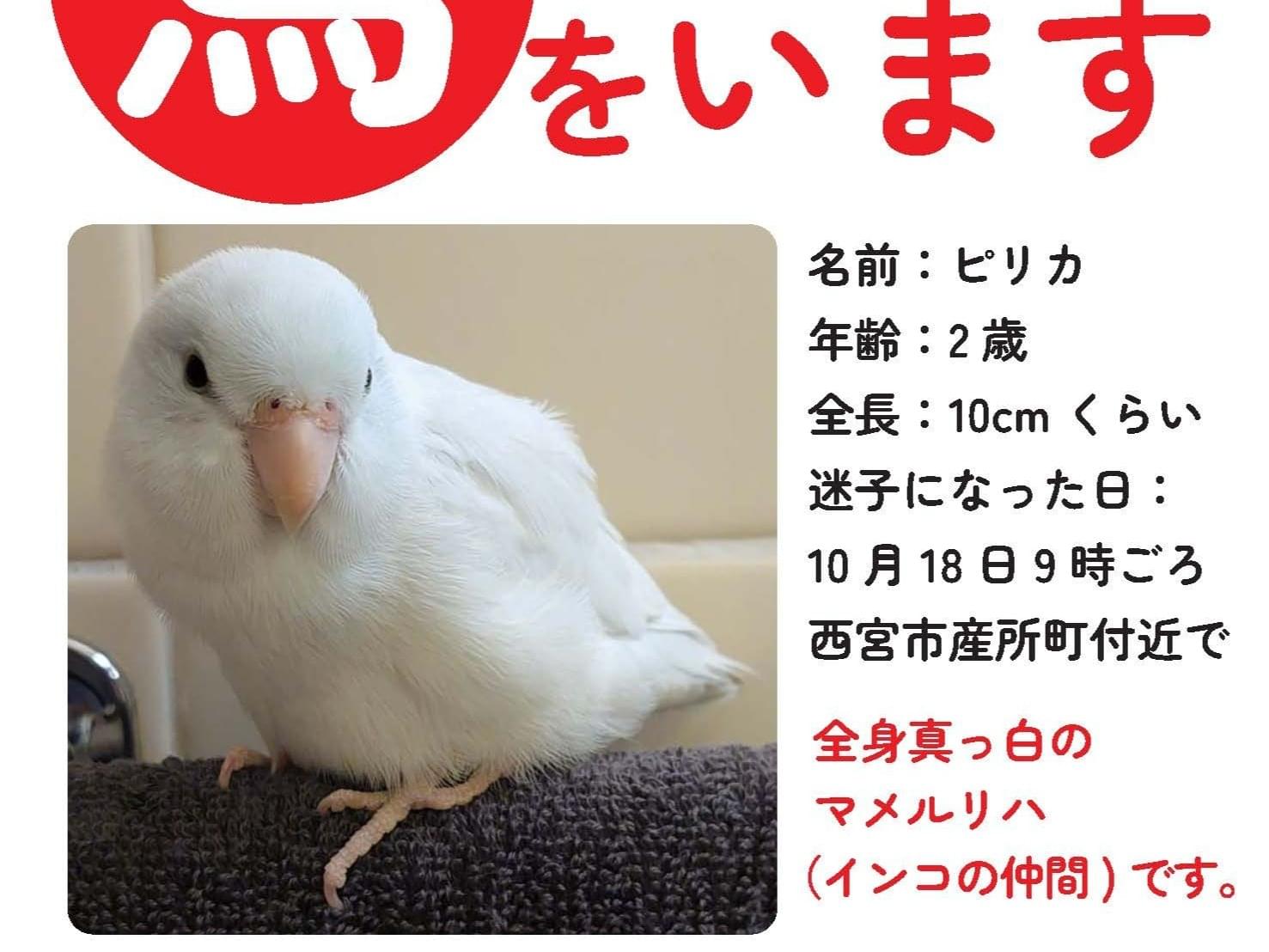 ピリカちゃん ピリカちゃん