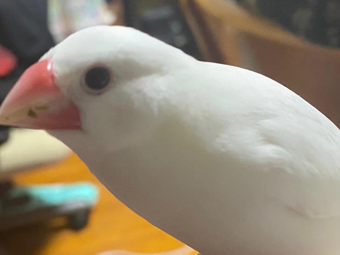 ペコちゃん ペコちゃん