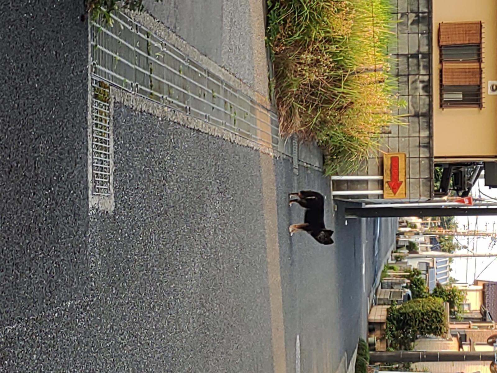 目撃された犬 目撃された犬