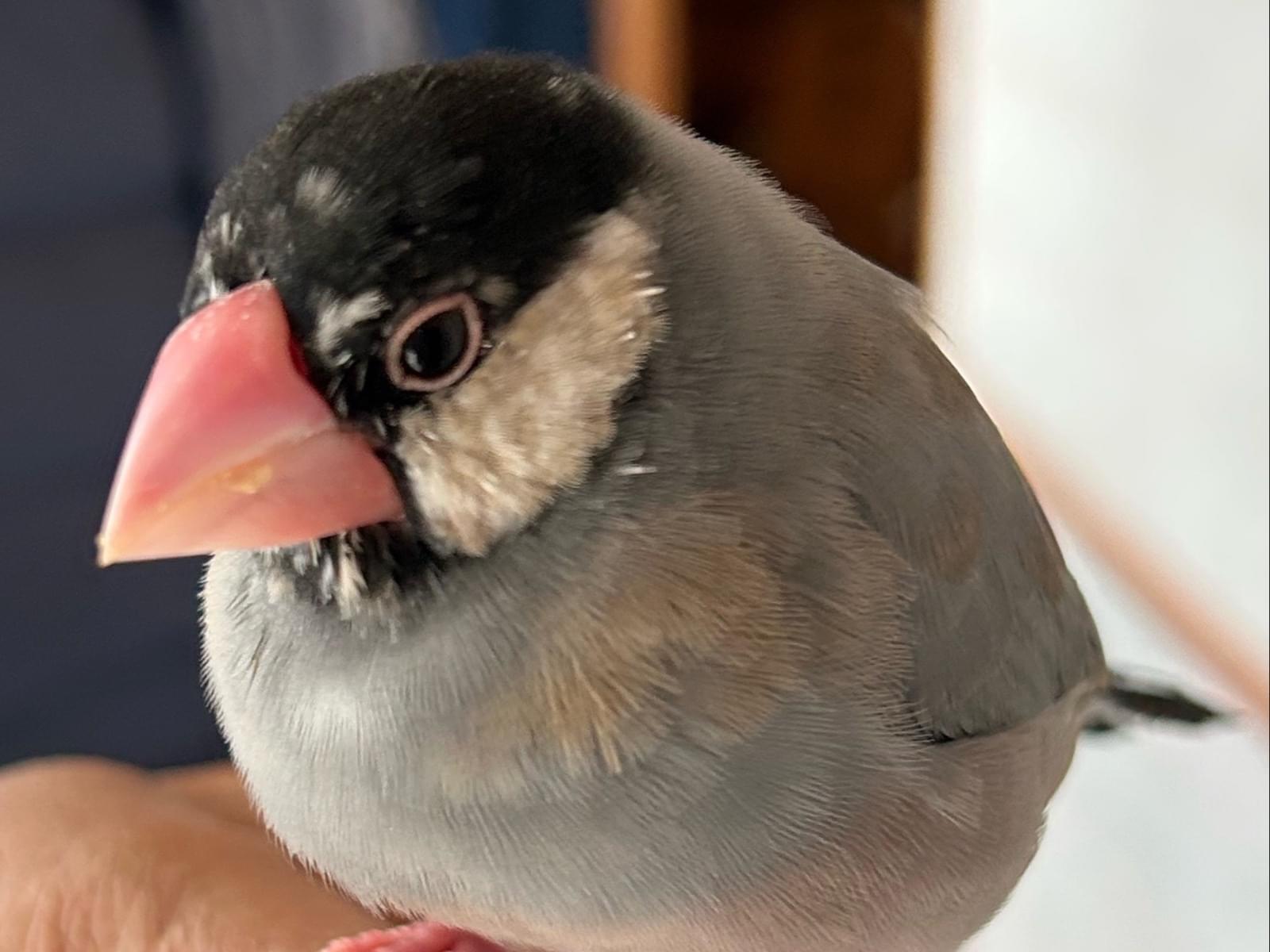 保護された鳥 保護された鳥