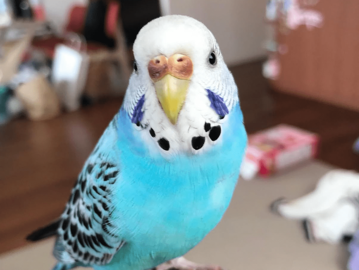 ピヨちゃん