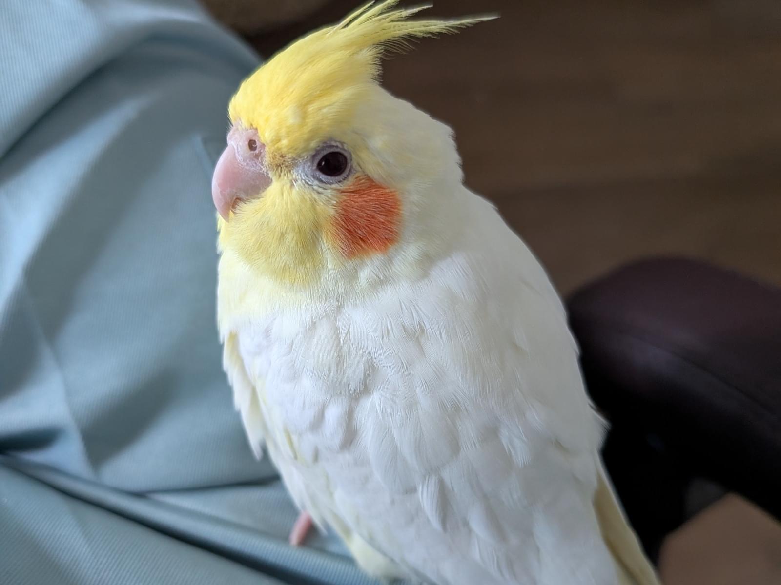 さくらちゃん さくらちゃん