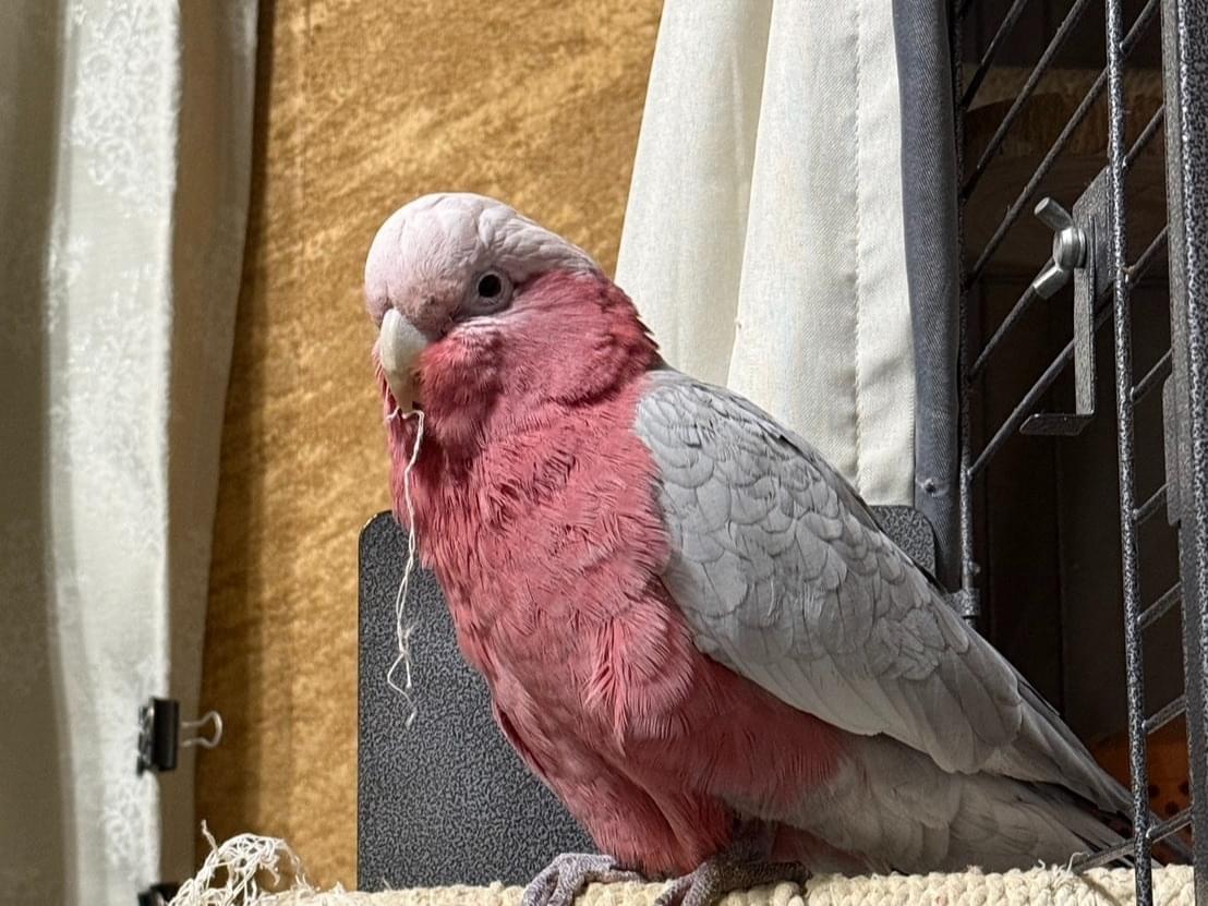 ひゃくちゃん ひゃくちゃん