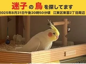 オカメインコを探しています。