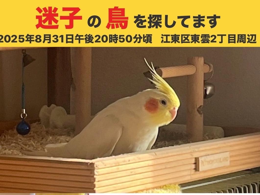 ぴーこちゃん ぴーこちゃん