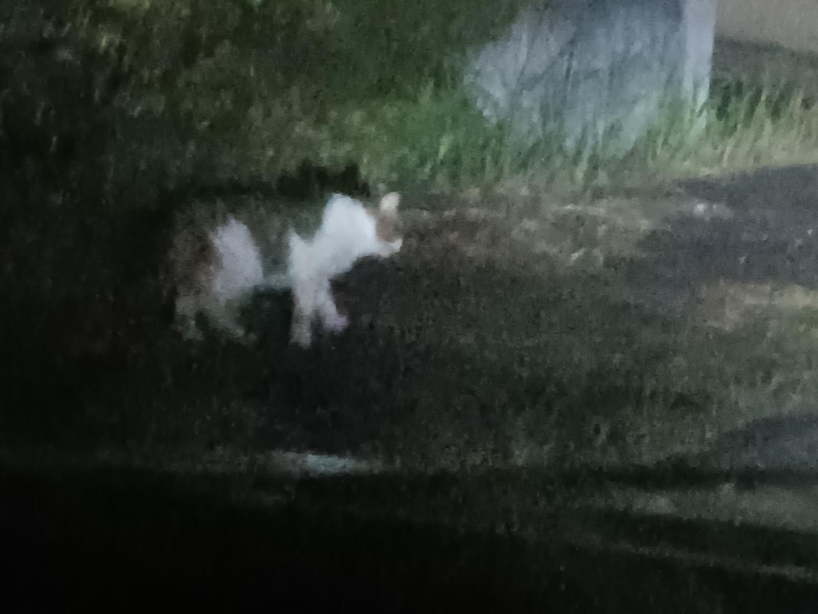 目撃された猫 目撃された猫