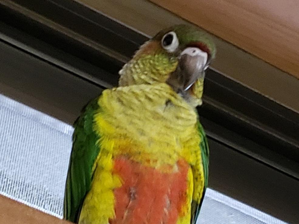 はずちゃん はずちゃん