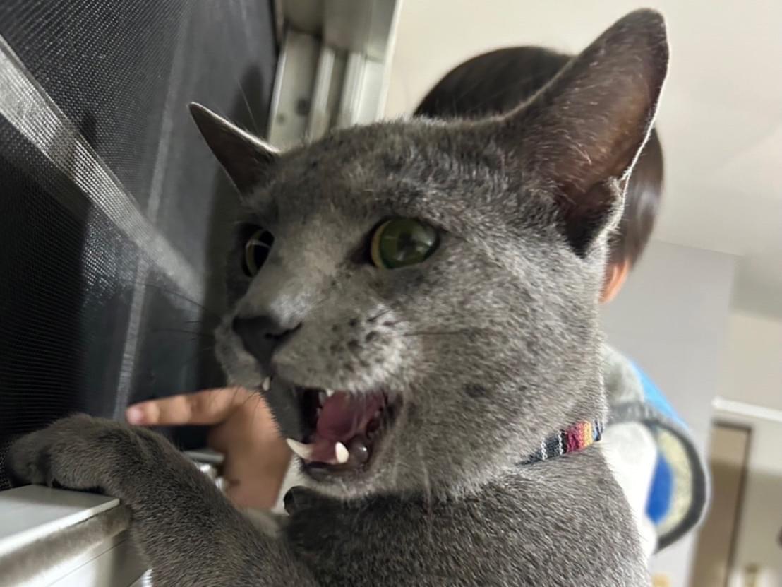 ラオちゃん ラオちゃん
