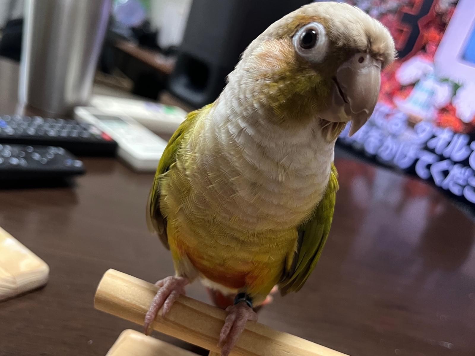 こむぎちゃん こむぎちゃん