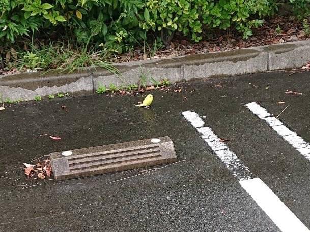 目撃された鳥 目撃された鳥