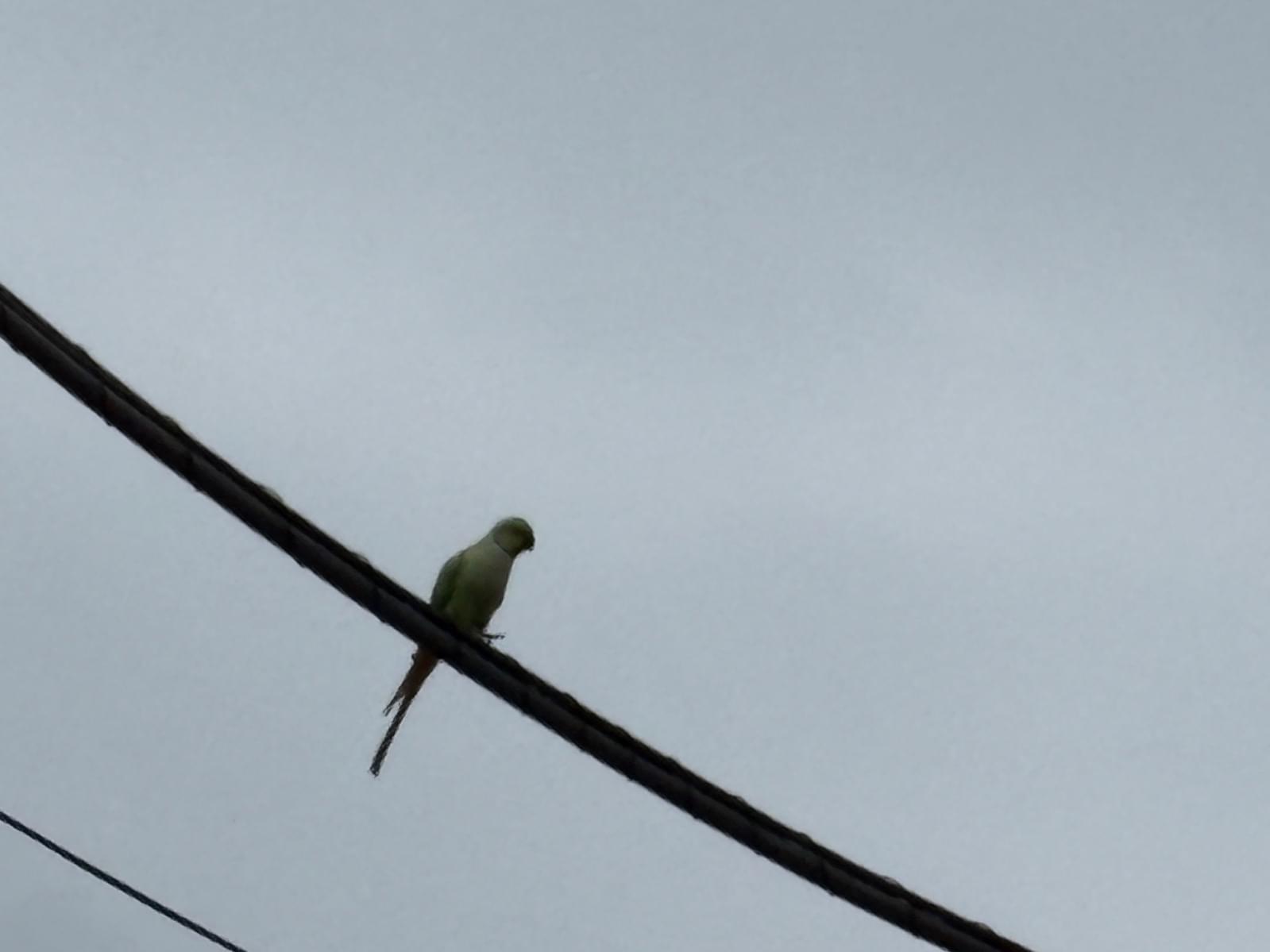 目撃された鳥