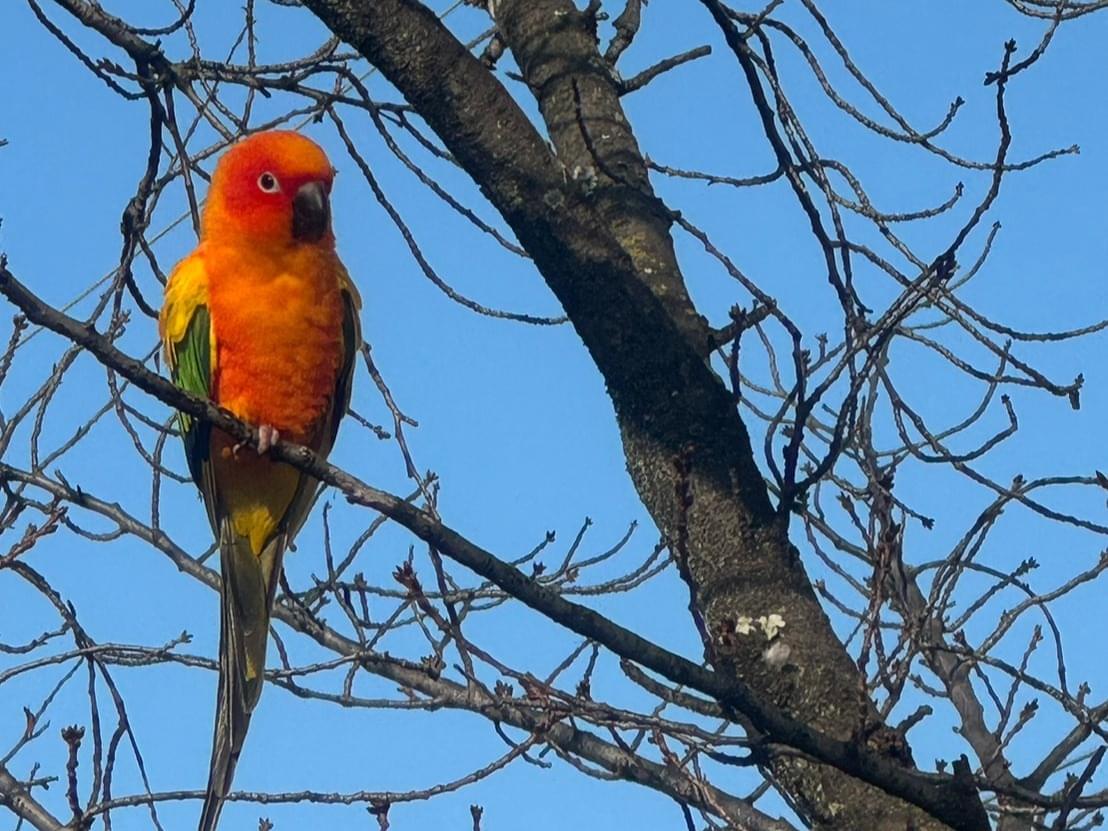 目撃された鳥 目撃された鳥