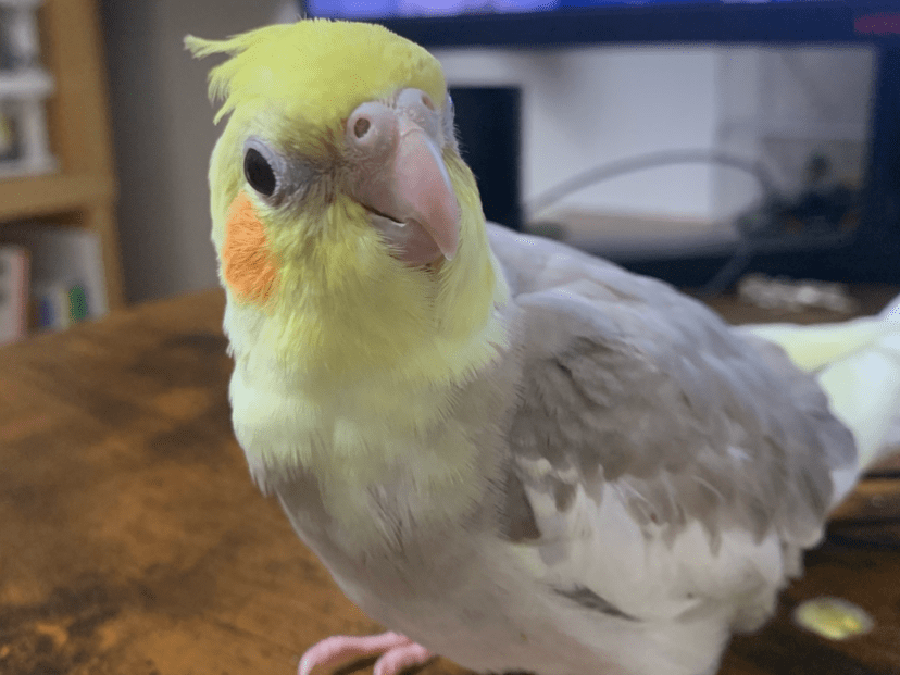 ぽんちゃん ぽんちゃん