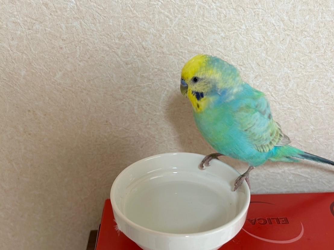 保護された鳥 保護された鳥