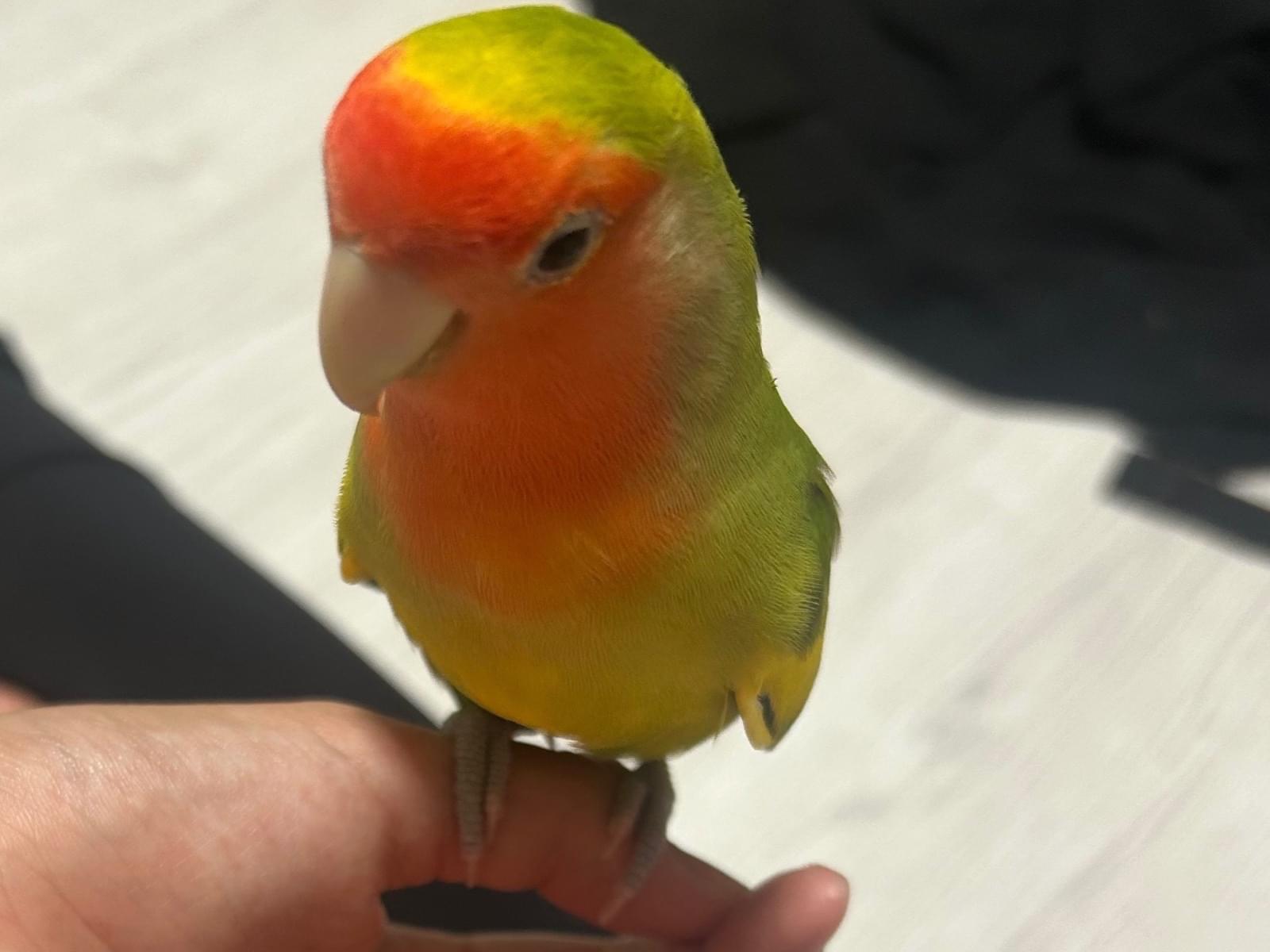 ライムちゃん ライムちゃん