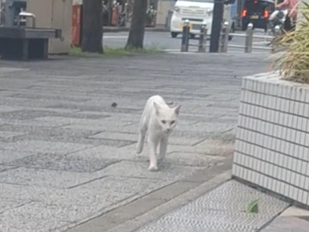 目撃された猫 目撃された猫