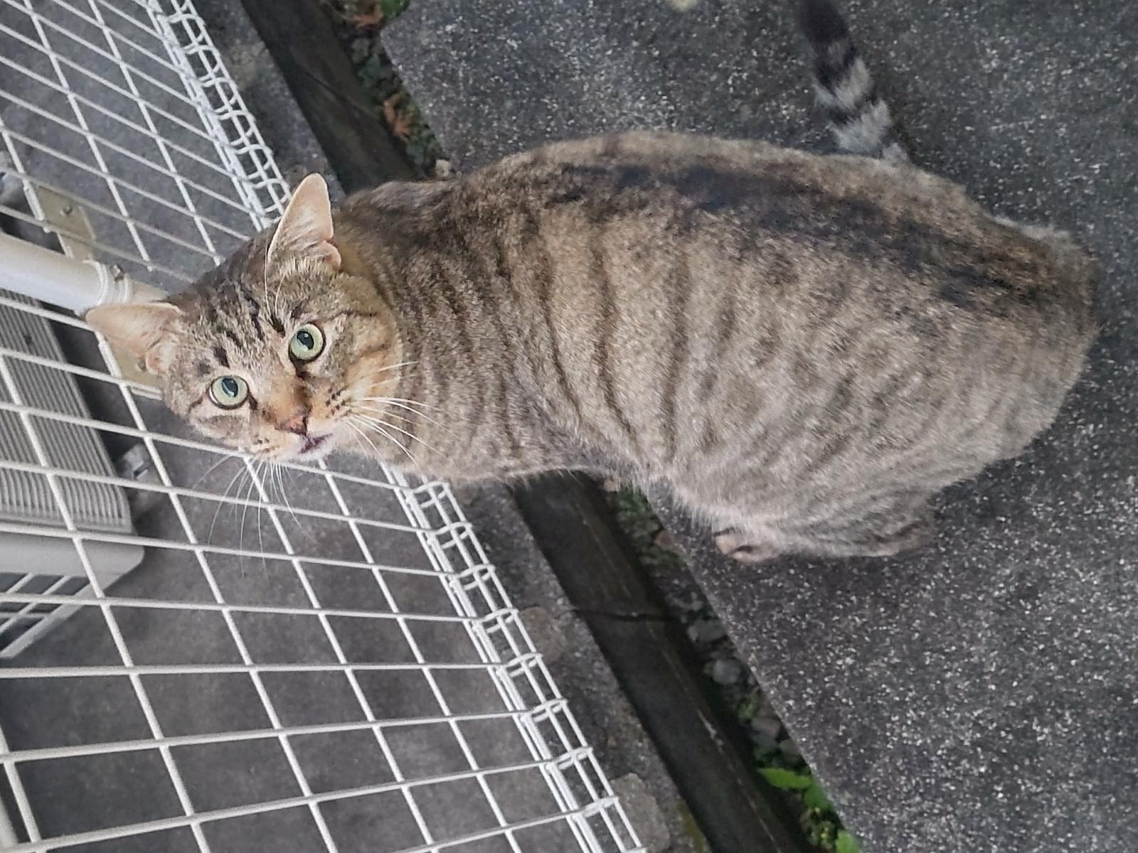 目撃された猫 目撃された猫