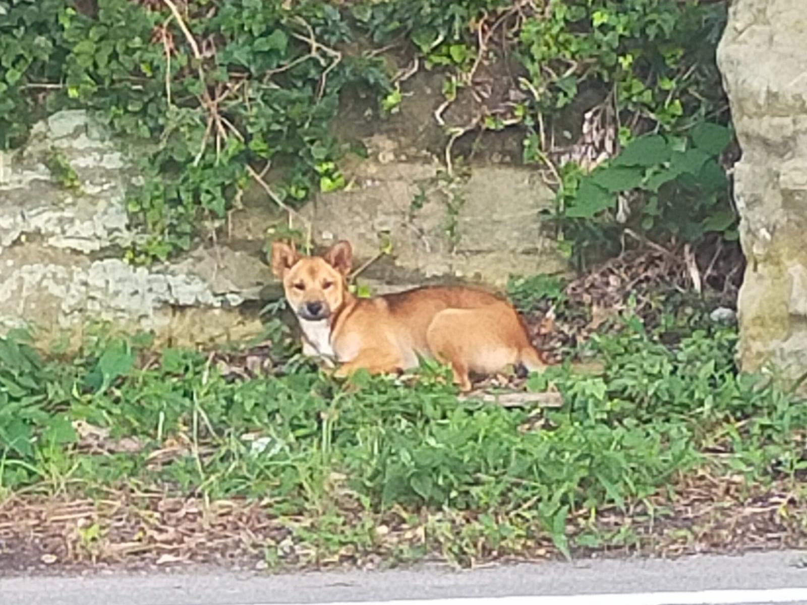 目撃された犬 目撃された犬
