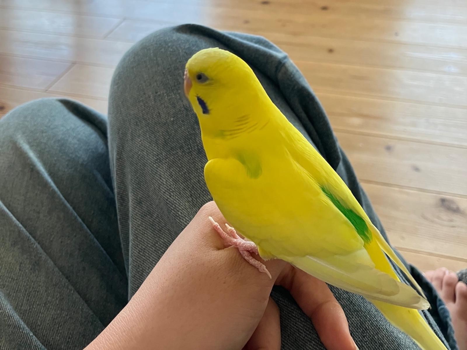 保護された鳥 保護された鳥