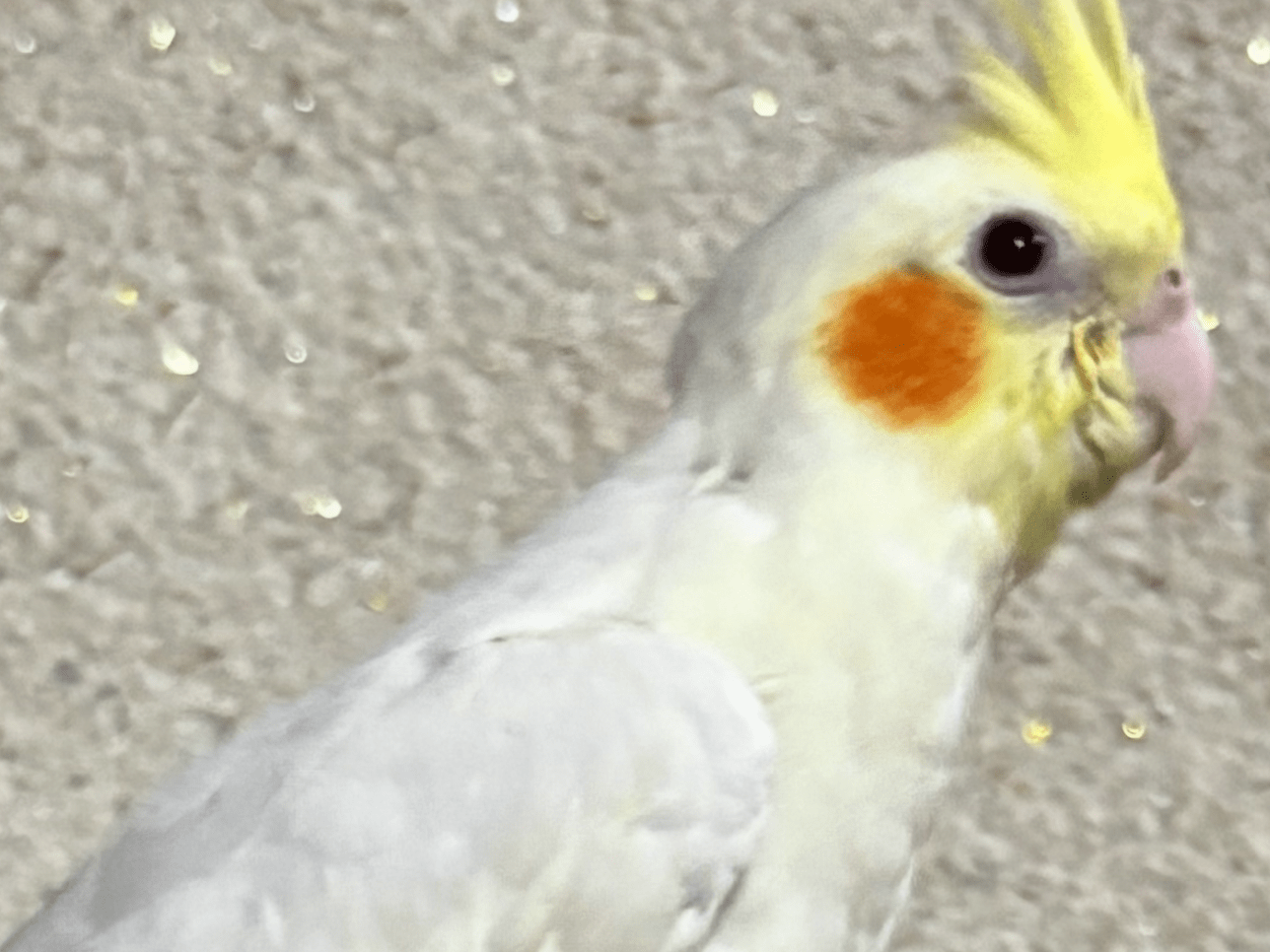 ぶうすけちゃん ぶうすけちゃん