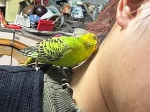 東京の迷子の鳥 (2358件)