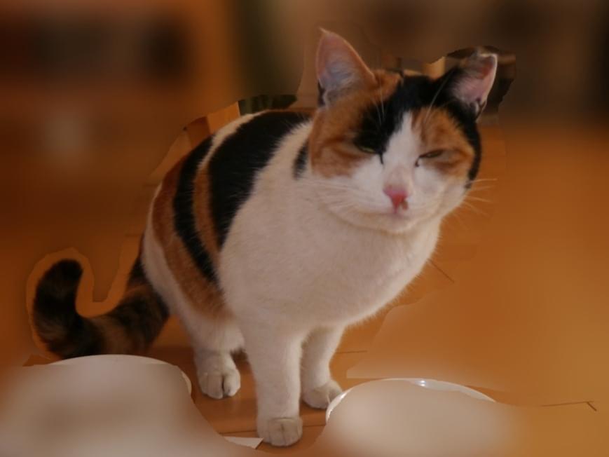 ミキちゃん ミキちゃん