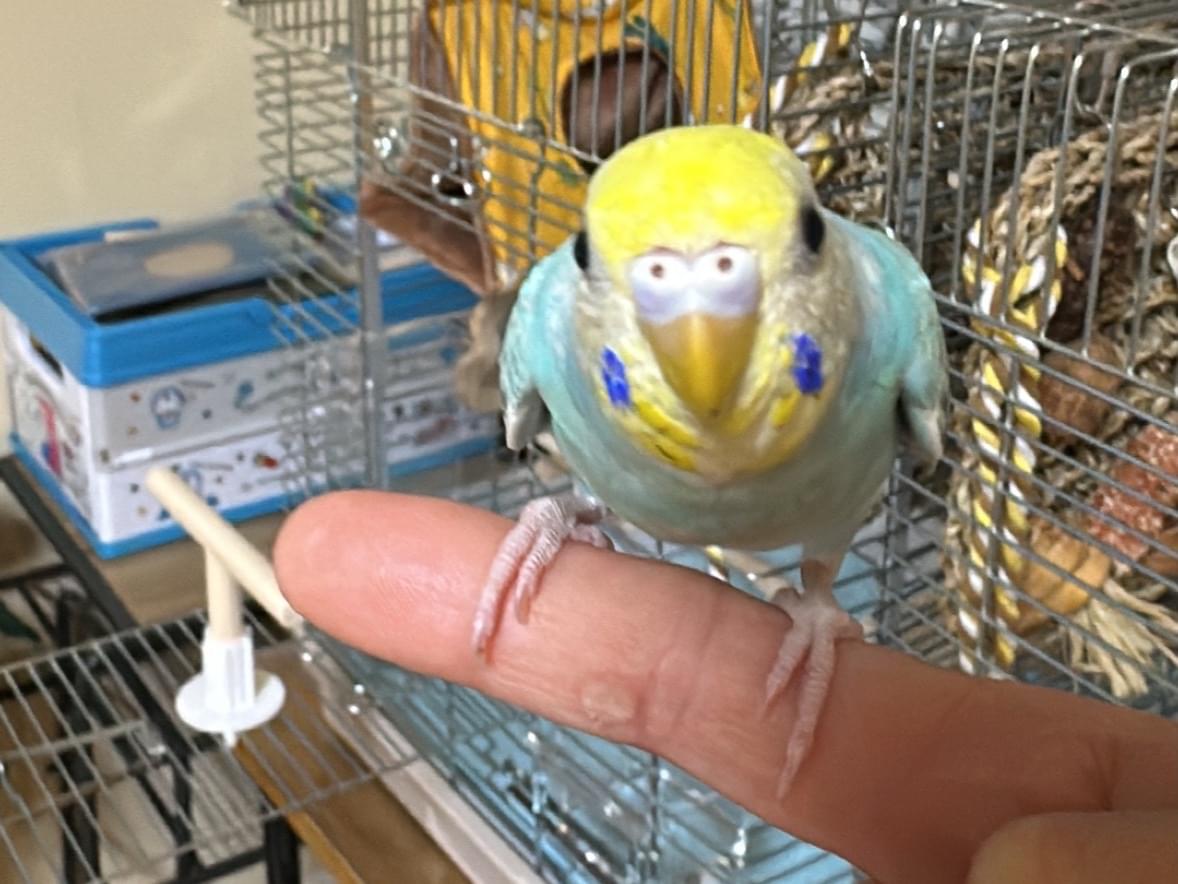 ぴこちゃん ぴこちゃん