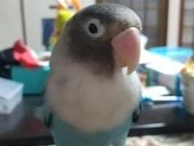 ピッピッちゃん ピッピッちゃん