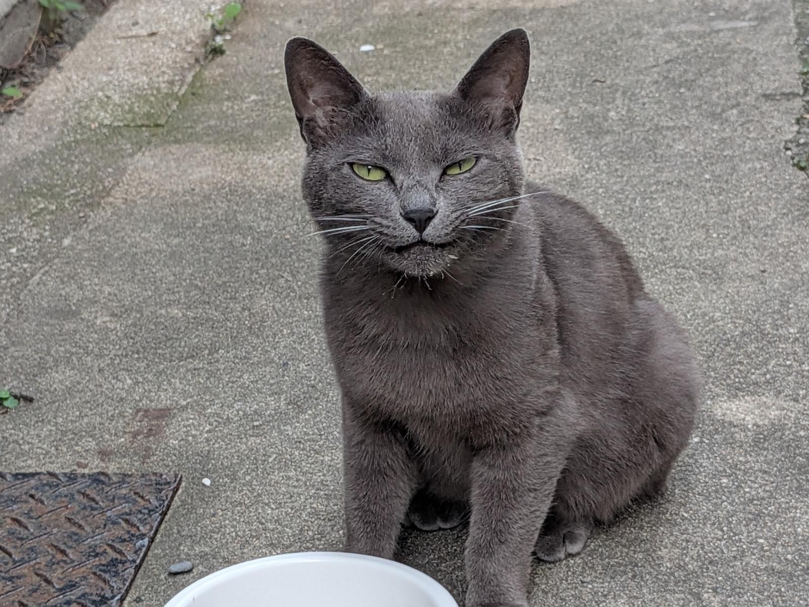 目撃された猫