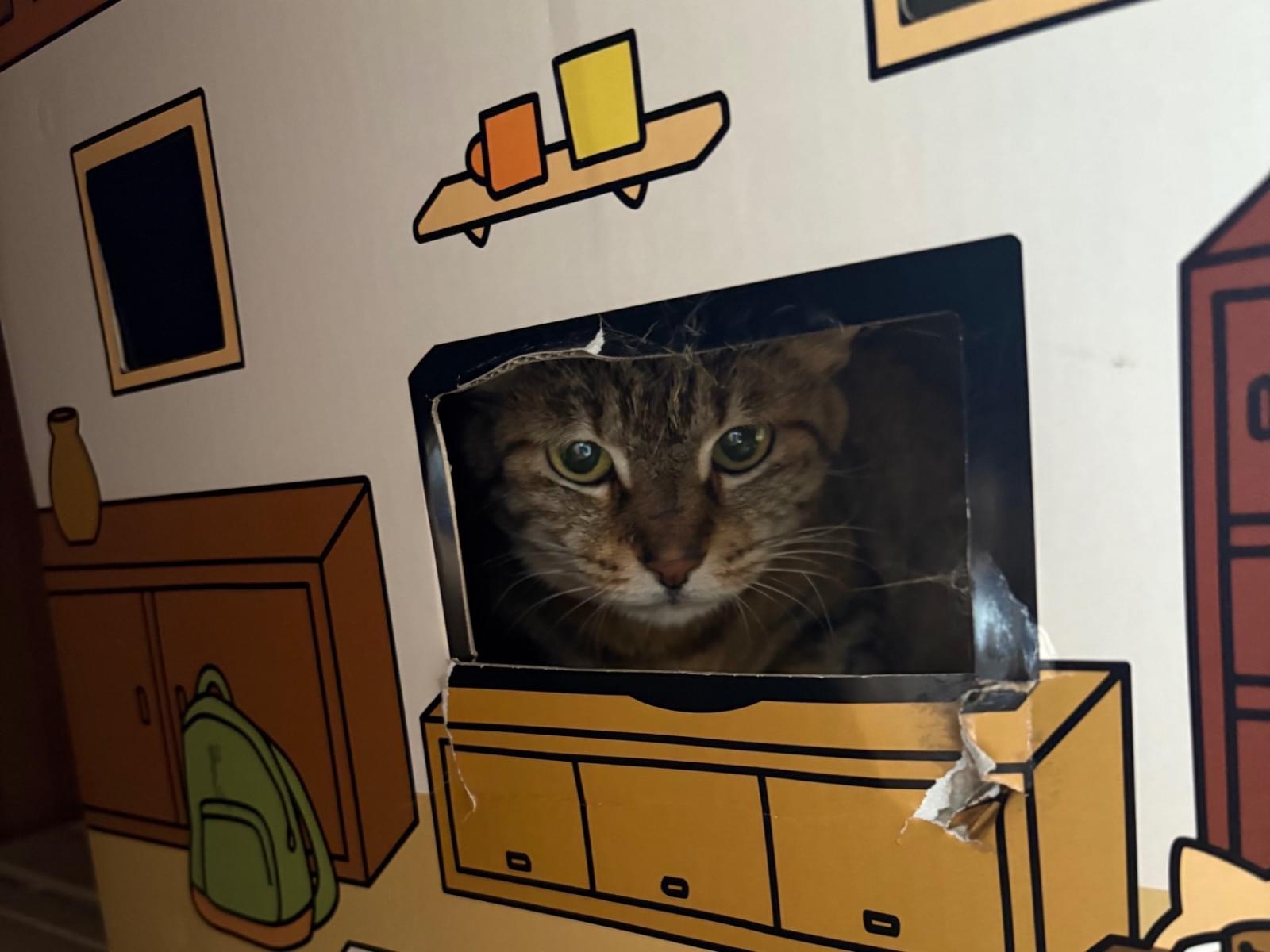 保護された猫 保護された猫