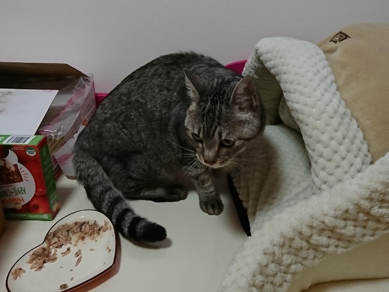 保護された猫 保護された猫
