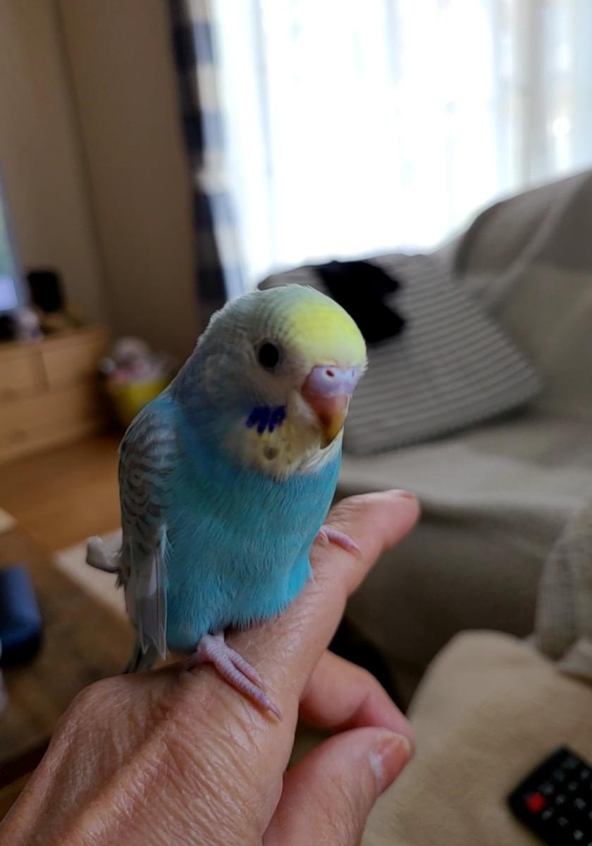 セキセイインコ5ヶ月の オスです 色は頭と嘴の下が 黄色 胸は水色のレインボーカラーです