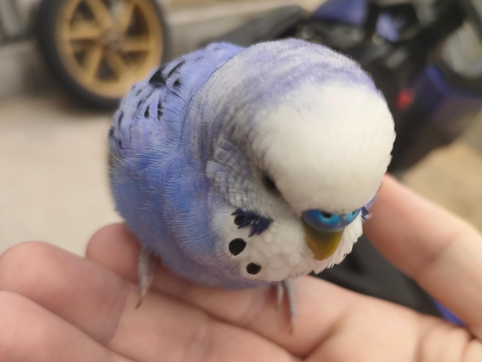 目撃された鳥 目撃された鳥