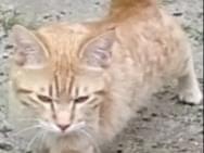 だいちゃん だいちゃん