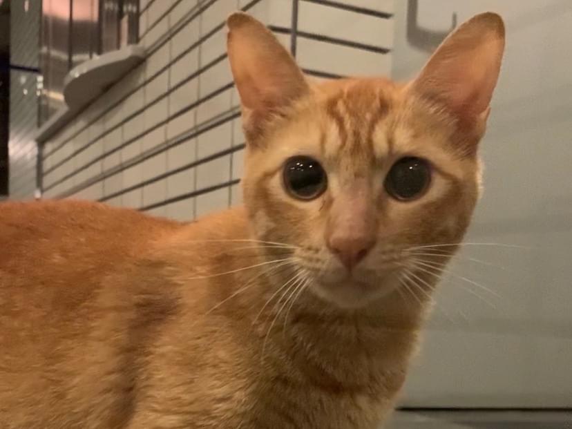 目撃された猫 目撃された猫
